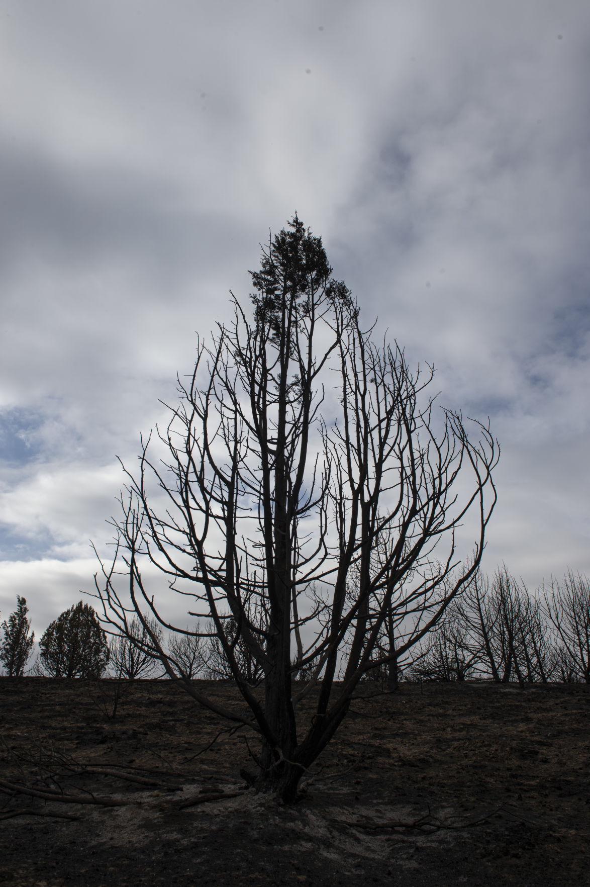 Restoration continues after South Hills Badger Fire